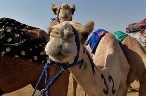 camel festival saudi arabia 2023